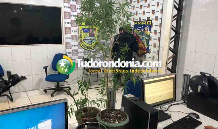 Homem é preso com vários pés de maconha na capital