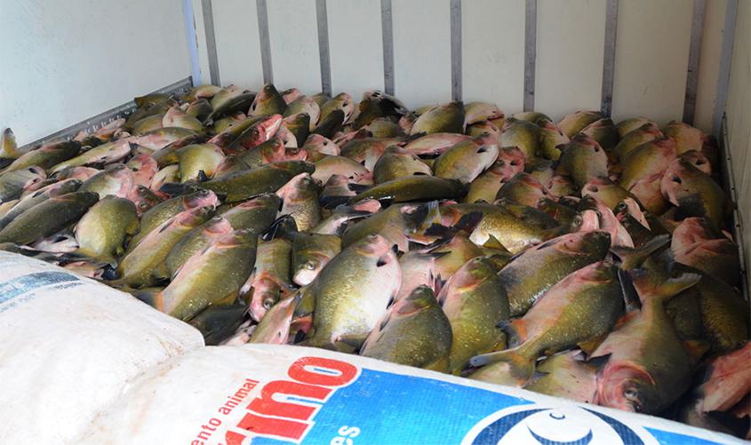 Governo de Rondônia encaminha projeto de fábrica de gelo para piscicultura