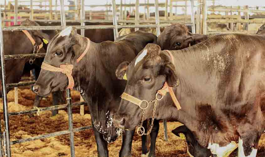 Idaron firma termo de cooperação técnica para estimular notificação de doenças ao serviço veterinário oficial de Rondônia