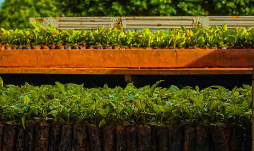 Produtores de São Miguel do Guaporé recebem mudas de café clonal pelo programa “Plante Mais” do Governo de Rondônia
