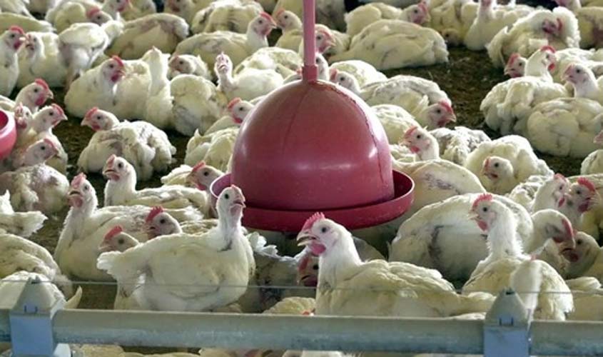 Gripe aviária: dois novos casos são confirmados pelo governo