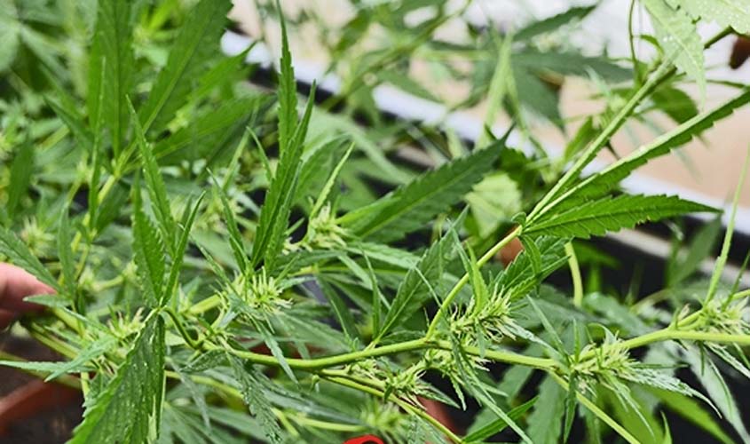  Jovem é preso cultivando Cannabis no quintal de casa