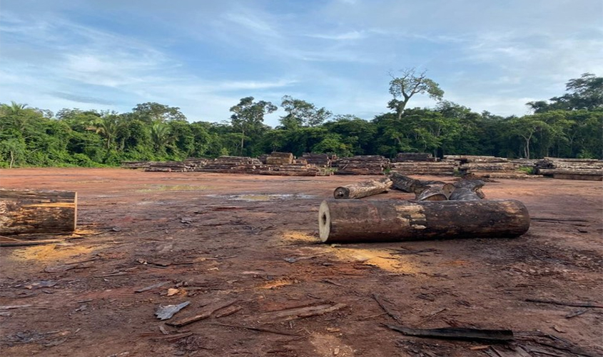 PF deflagra operação para combater exploração ilegal de madeiras em áreas demarcadas