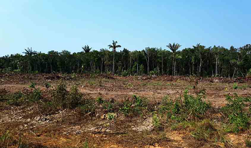 Rondônia foi o terceiro estado que mais reduziu vegetação nativa em 18 anos