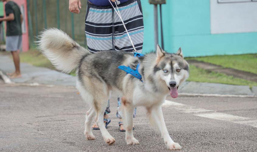 Castração de animais domésticos começa na próxima segunda-feira (20)