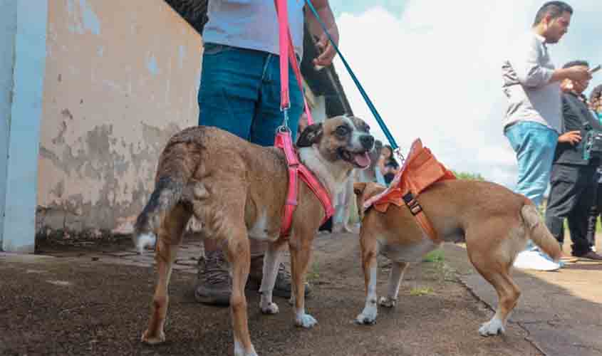 Castra+Rondônia realiza mais uma etapa de castrações na zona Sul de Porto Velho a partir desta terça-feira (18)