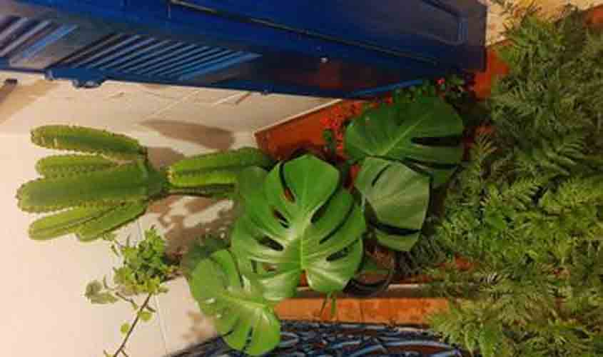 Pandemia e isolamento aumentam procura por cultivo de plantas em casa