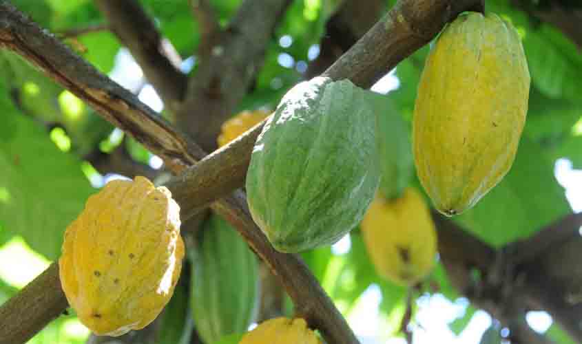 Preços em alta e variedades produtivas despertam interesse de produtores rurais pelo plantio de cacau em Rondônia
