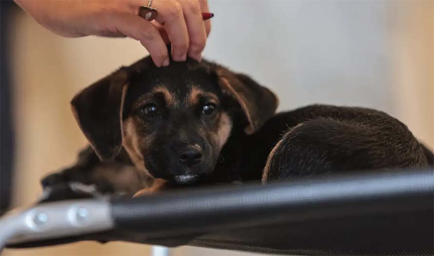 Lei define guarda compartilhada de pets; veja detalhes