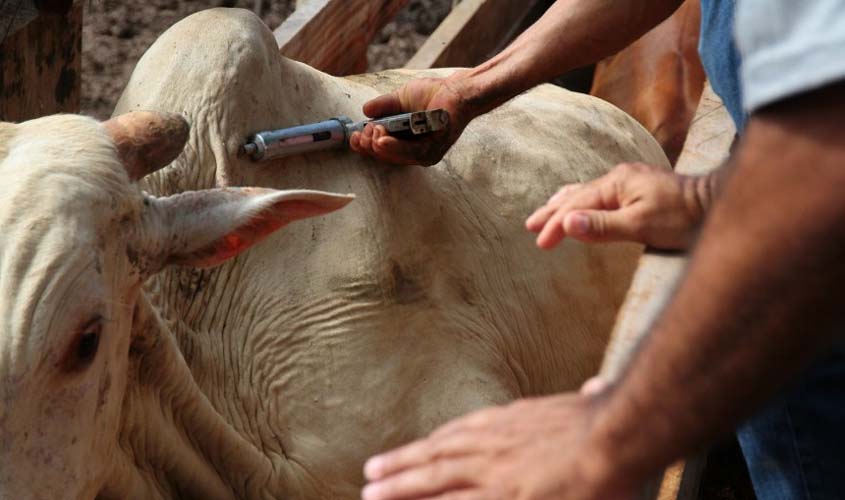Agência Idaron faz apelo a criadores de gado para que declarem a vacinação contra a aftosa