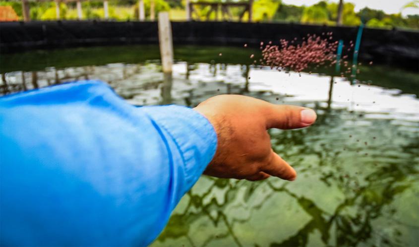 Projeto de piscicultura avança na Fazenda Futuro com mais de 500 alevinos de tambaqui