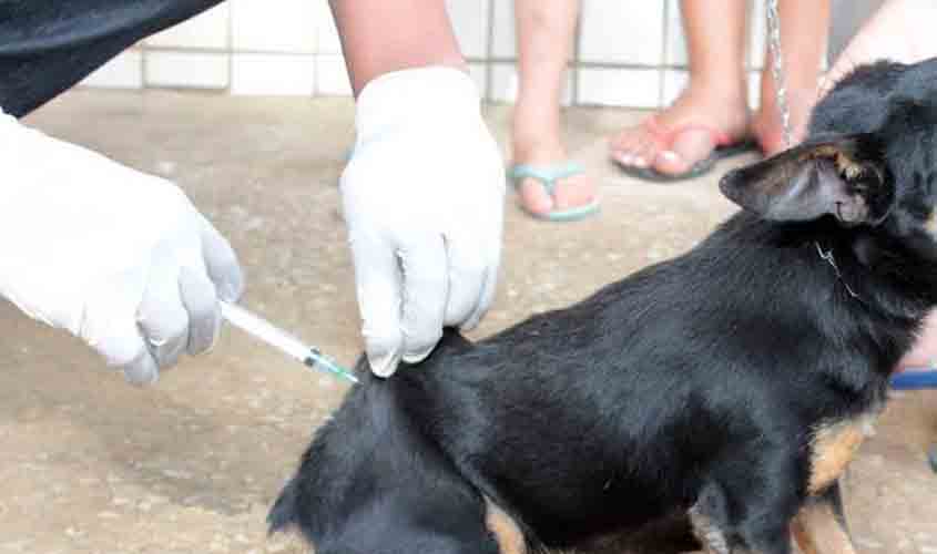 UVZ alerta para importância da vacinação contra doenças virais em cães e gatos