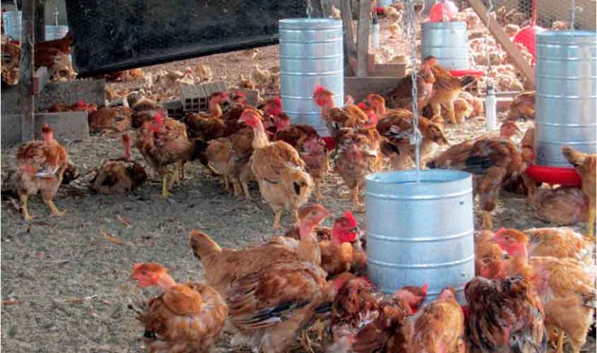 Ações preventivas contra Influenza Aviária no estado são mantidas pelo governo de RO