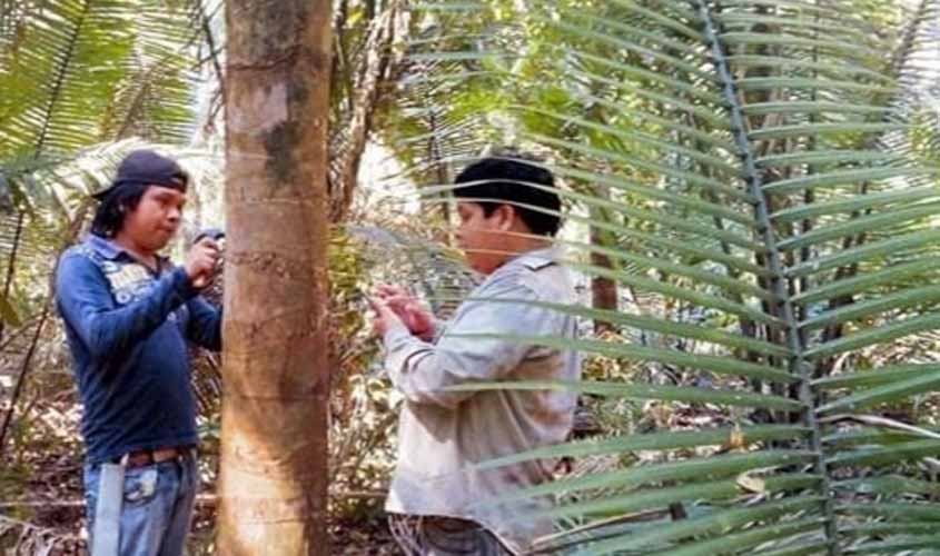 Aldeia Iratana do Povo Paiter Suruí amplia beneficiamento de produtos derivados do babaçu