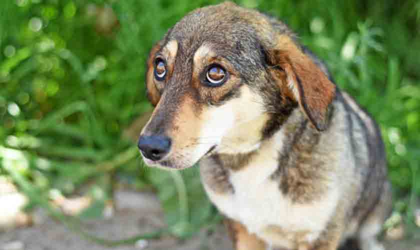 Luto canino: como ajudar o cachorro a lidar com a perda do tutor