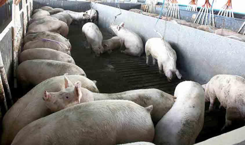 Cotações do suíno permanecem estáveis