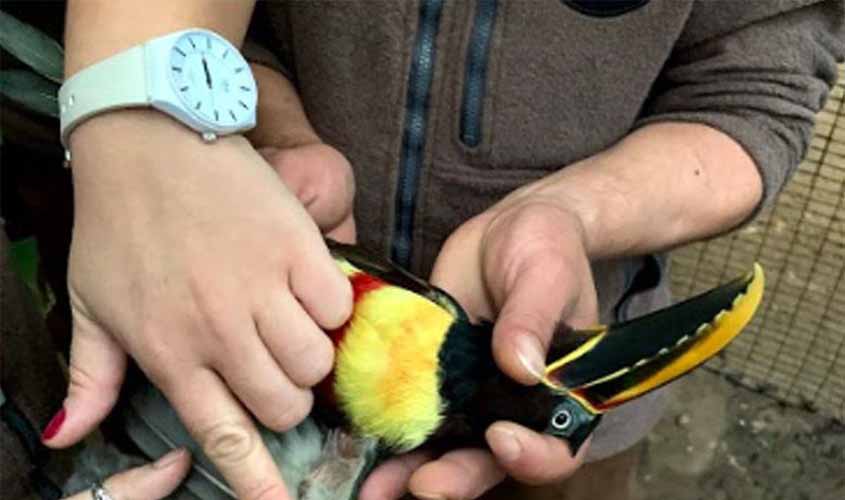 Ave resgatada tem penas transplantadas no Paraná