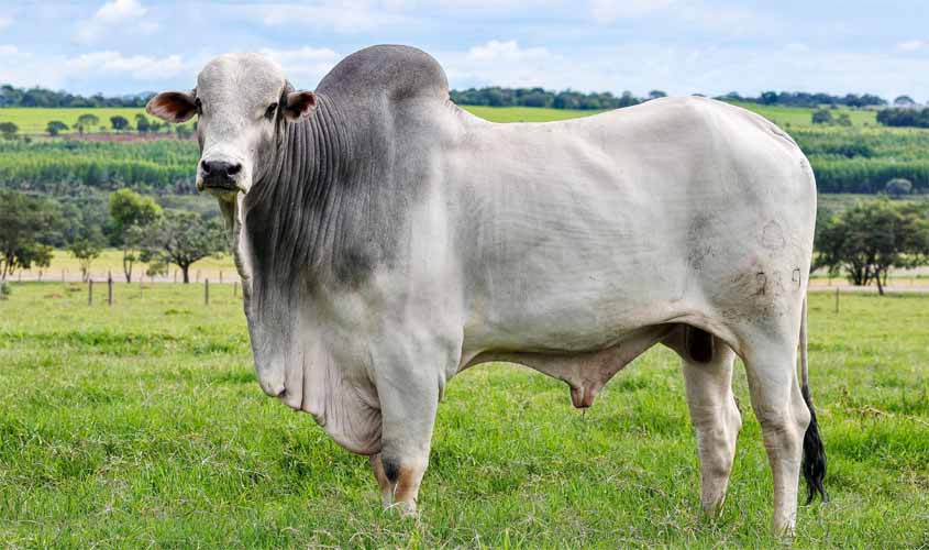 Leilão da Expoari mostrará qualidade do rebanho de Rondônia