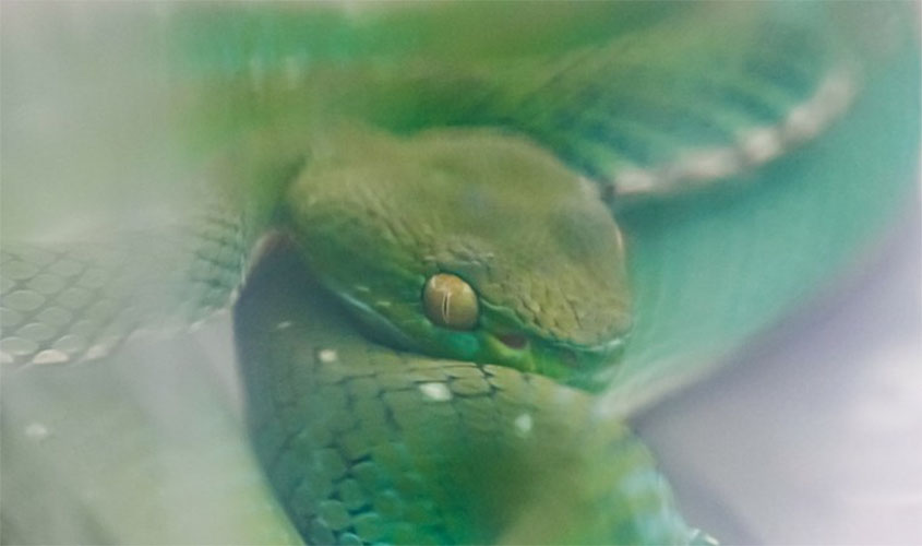 Em sete dias, 32 serpentes são resgatadas pelo Ibama no DF