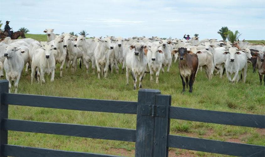 Produtores que ainda não fizeram a declaração obrigatória de rebanhos são advertidos pela Idaron