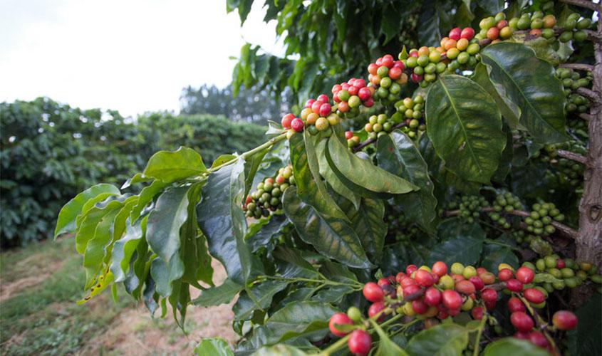 Café termina a semana (17) em alta