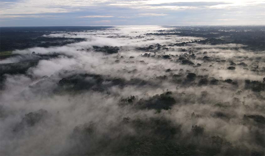 17 de julho é o dia de proteção às florestas: conheça três iniciativas para manter a Amazônia em pé