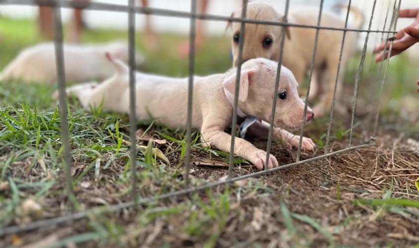 Feira de adoção de cães e gatos acontece neste sábado