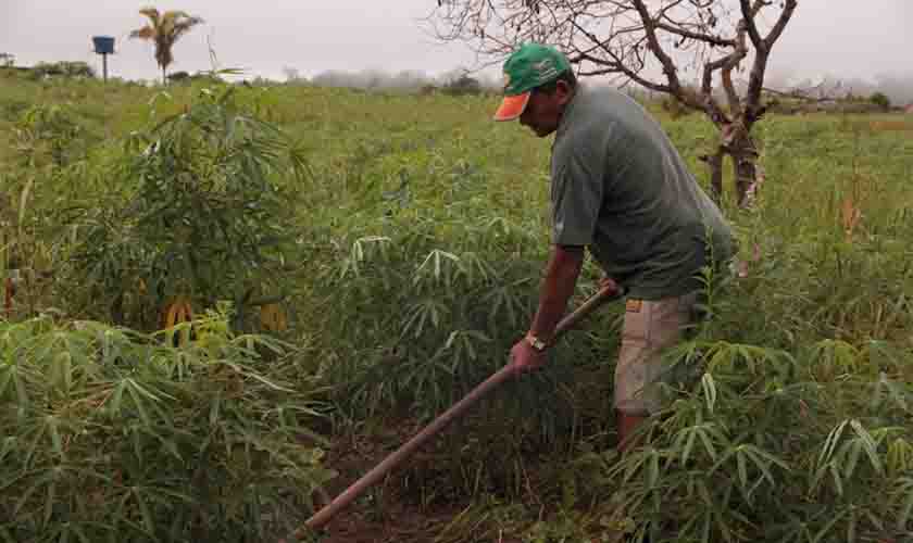 Cultivada por mais de 20 mil agricultores, mandioca alcança safra de 521,2 mil toneladas em Rondônia