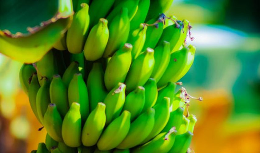 1º Festival de Banana começa nesta sexta-feira, em Porto Velho