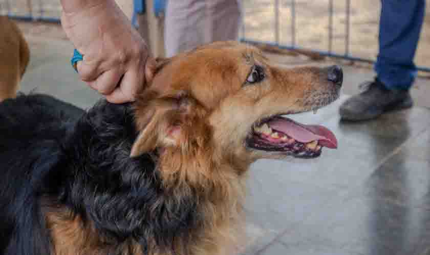 Vacinação antirrábica é levada às ONGs e associações rurais em Porto Velho