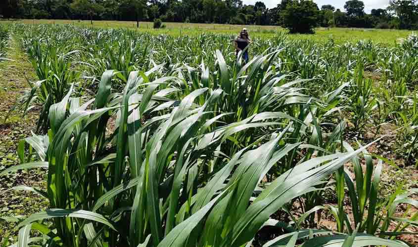 Centro de treinamento da Emater incentiva produção do capiaçu e disponibiliza matriz ao pequeno produtor rural de Rondônia