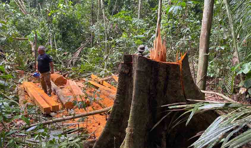 Combate à extração ilegal de madeira em Unidade de Conservação é intensificado pelo governo de RO