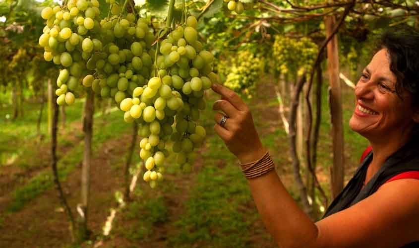 Bento Gonçalves tem atrações especiais durante a Vindima, no verão da Serra Gaúcha