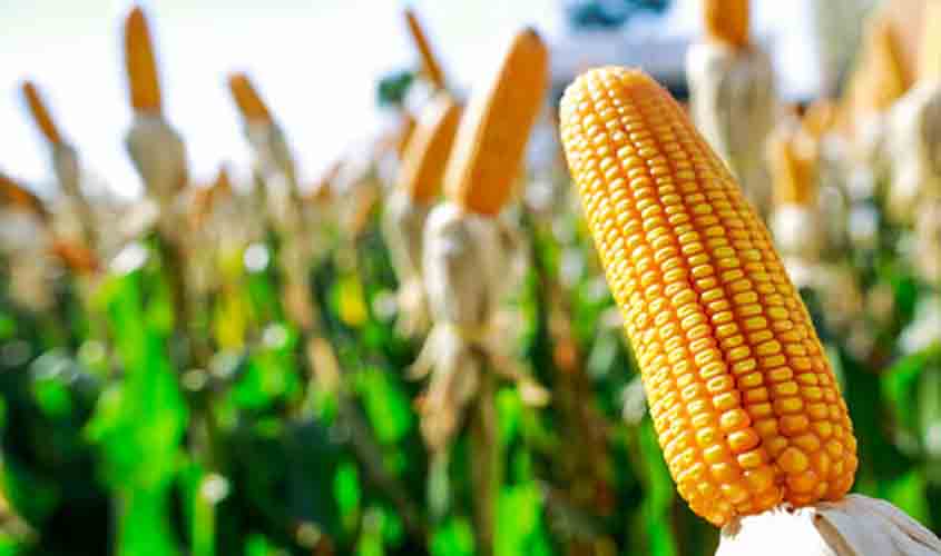 Produção agropecuária de 2020 atinge maior valor da série histórica desde 1989