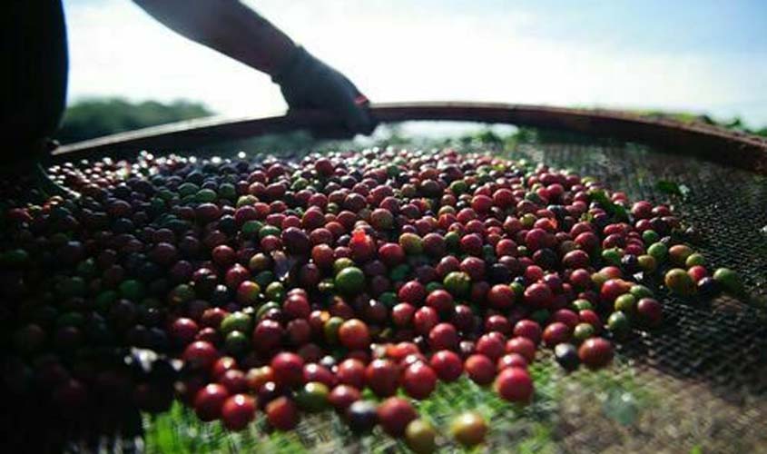 INDICADORES: preço do café cai nesta quarta-feira (18)