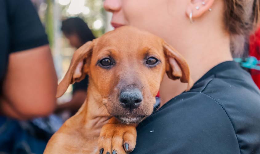 Prefeitura alerta donos de pets que violência e maus-tratos aos animais são crimes