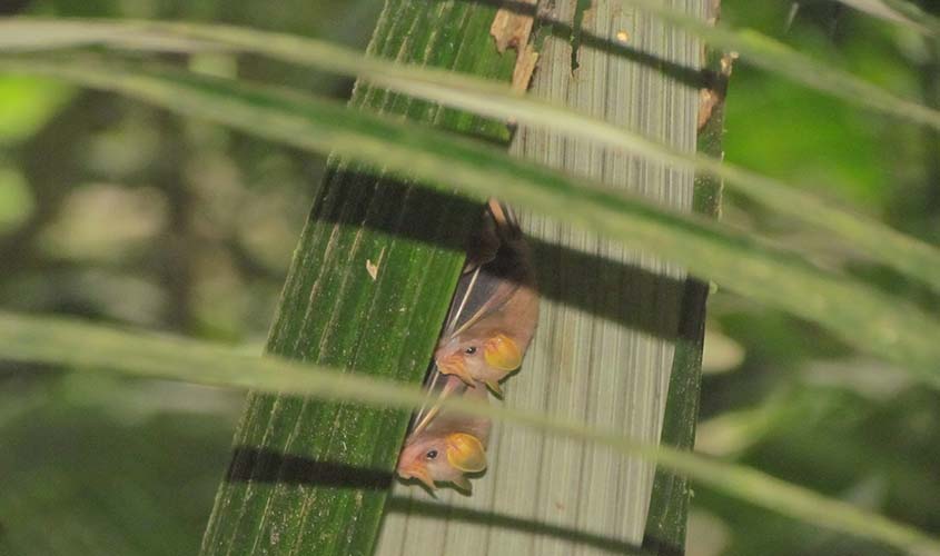 Folhas servem de abrigo para Morcegos