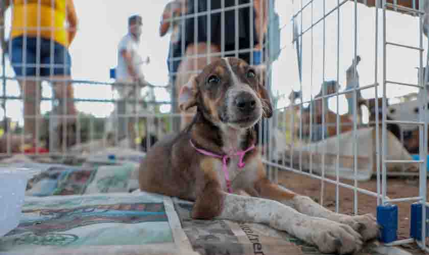 Segunda Feira de Adoção de Cães e Gatos contará com vacinação antirrábica