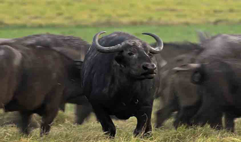 AINDA SOBRE A AÇÃO CIVIL CONTRA OS GIGANTES GENTIS DO GUAPORÉ