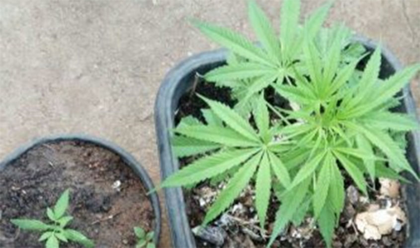 Jovens são detidos por venda e cultivo de maconha 