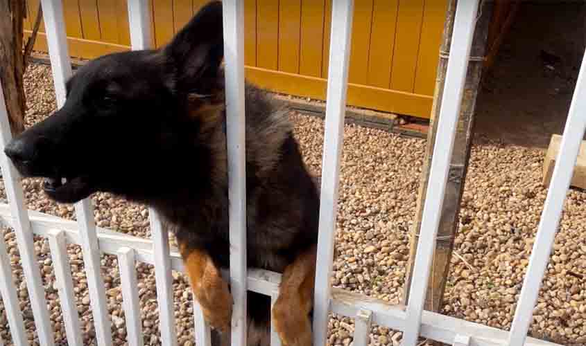 Saae orienta população sobre ataque de animais e acessibilidade aos hidrômetros e caixas de correspondências