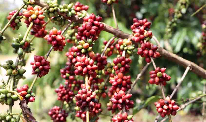 Governo de Rondônia lança edital de credenciamento de empresas interessadas em patrocinar o 6º Concafé