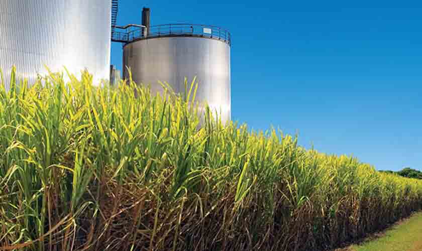 Usina não terá de reconhecer vínculo com 1.417 trabalhadores rurais