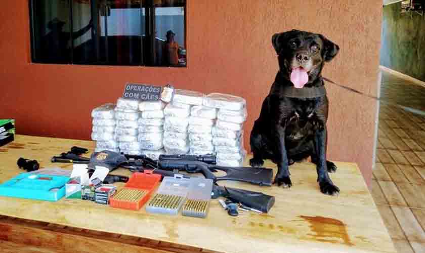 Cão farejador Cyborg é aposentado após 8 anos na Polícia Militar