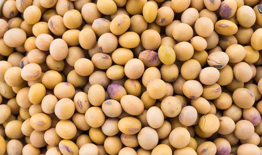 Soja inicia a semana em alta no Paraná