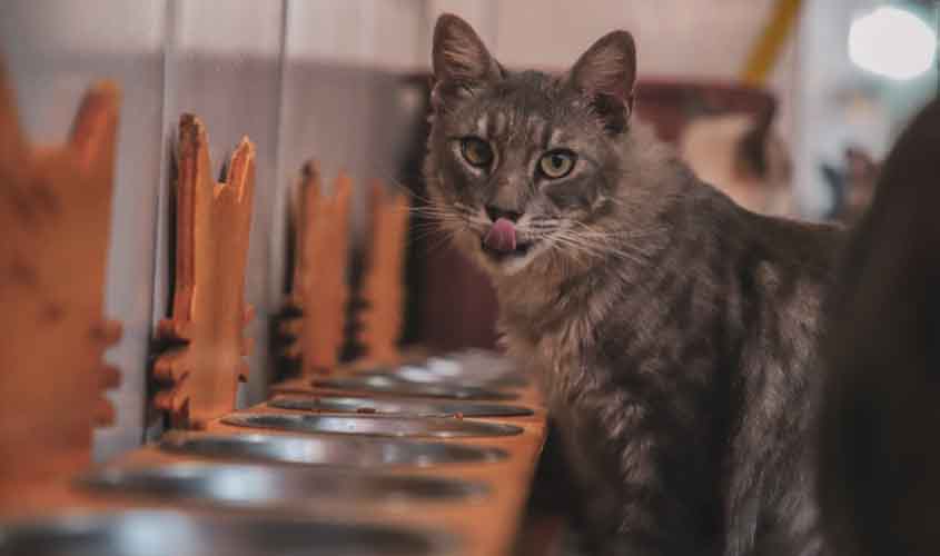 Prefeitura de Porto Velho vai implantar comedouros para animais de rua