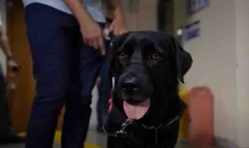Acessibilidade no STM foi tema de reportagem na TV Justiça, com a chegada de um cão-guia