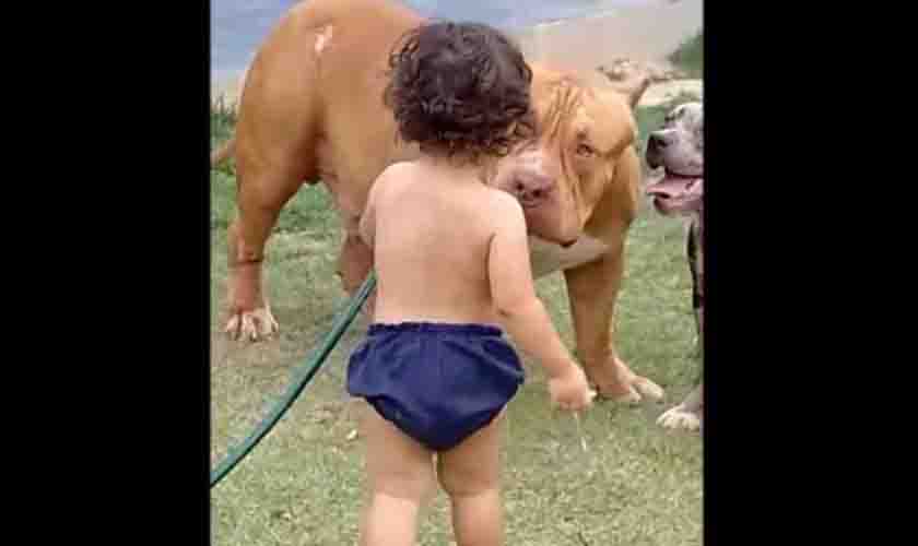 VEJA VÍDEOS: pit bull de Vilhena desbanca “rival” de Porto Velho e é candidato a entrar para o Guiness Book como um dos maiores do mundo