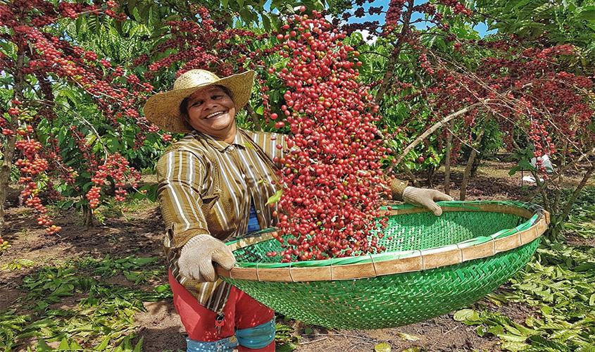 Artigo - Amazônia: terra dos Robustas finos e mulheres fortes