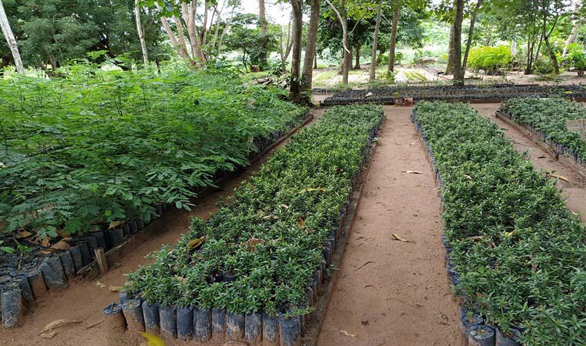 Semeia incentiva plantio de mudas nativas